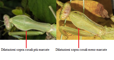 Guida al riconoscimento dei Mantidae italiani